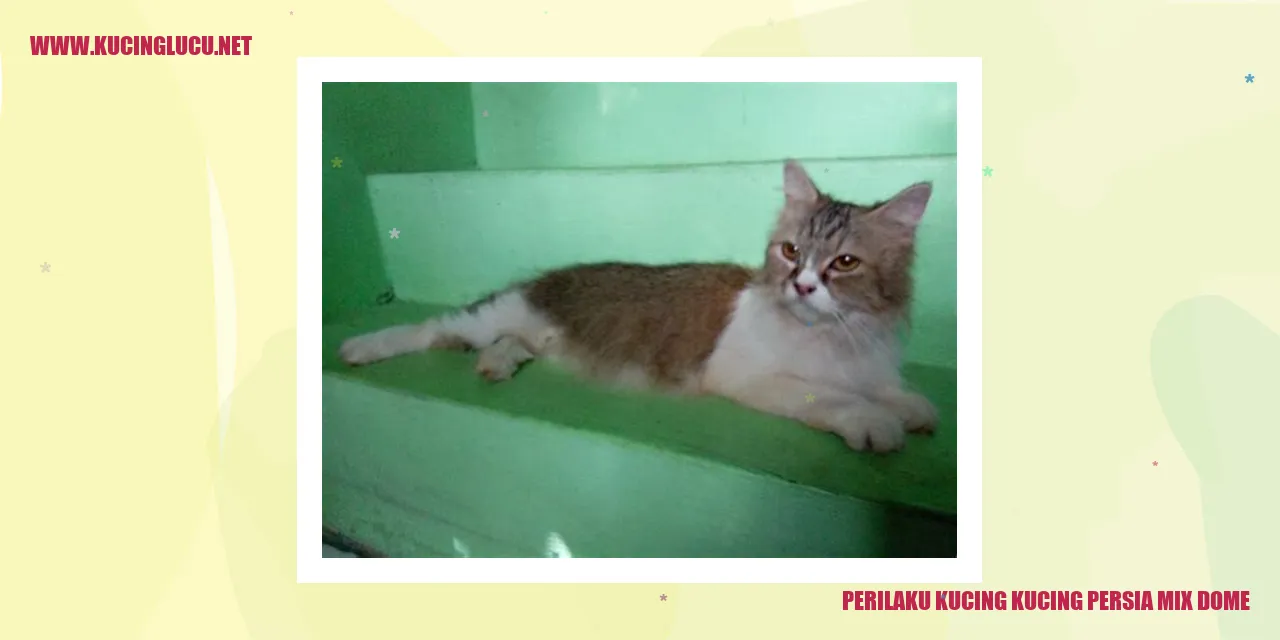 Perilaku Kucing Persia Mix Dome