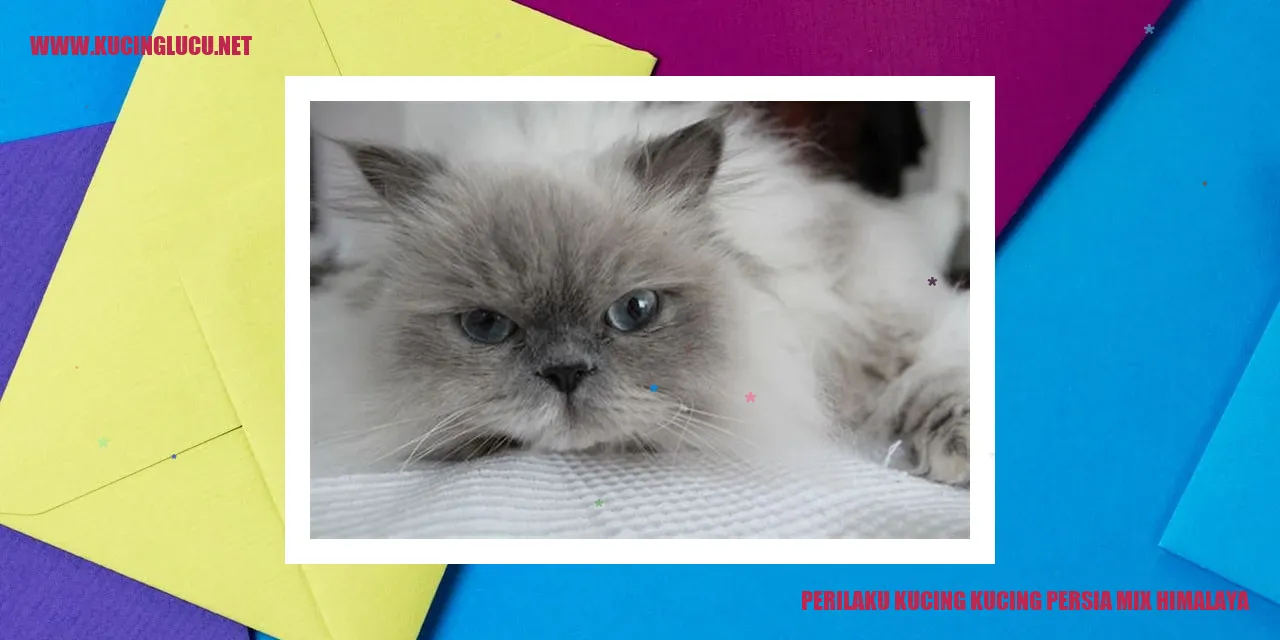 Gambar Kucing Persia Mix Himalaya