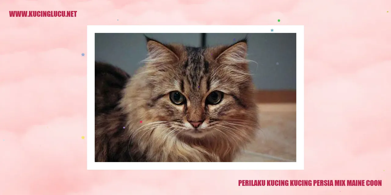 Perilaku Kucing Mix Persia Maine Coon