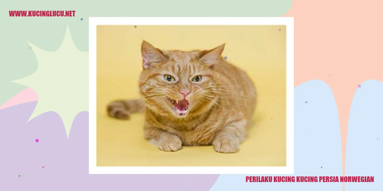 Perilaku Kucing Persia Norwegian