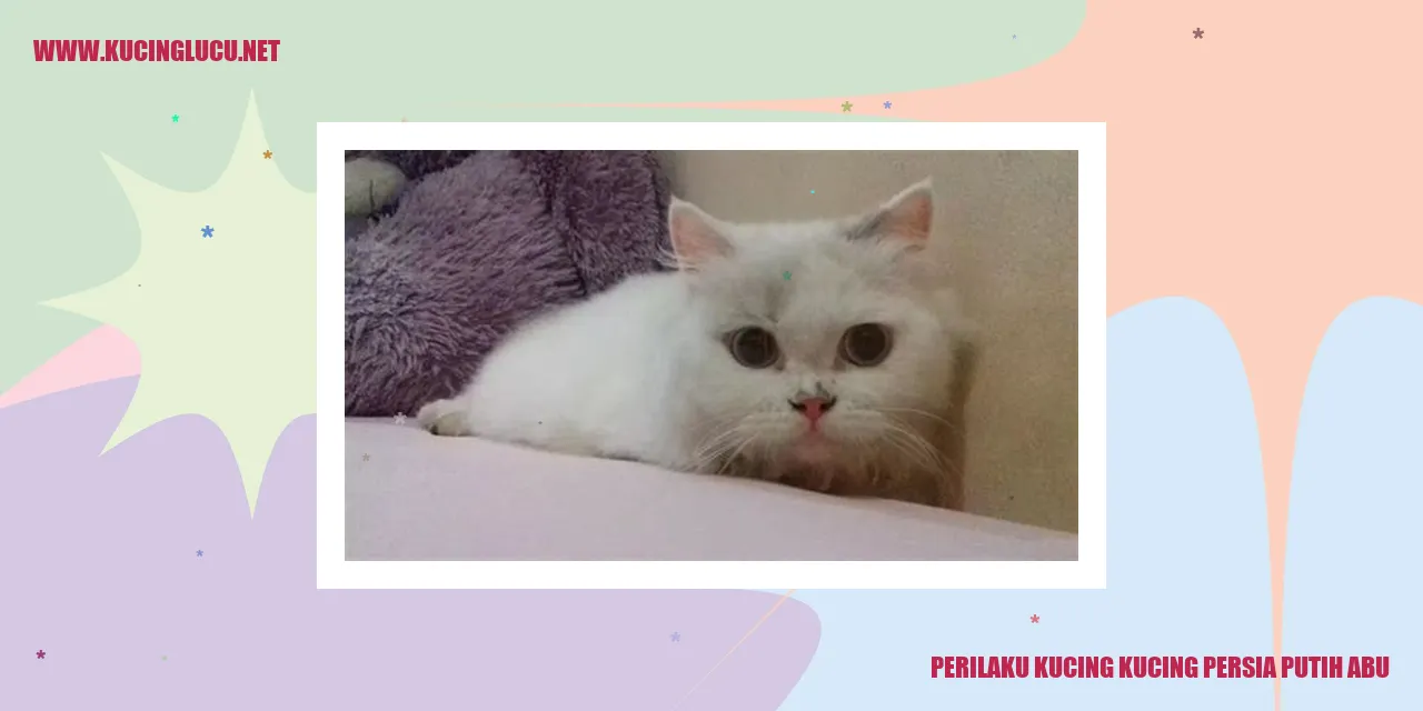 Kucing Persia Putih Abu