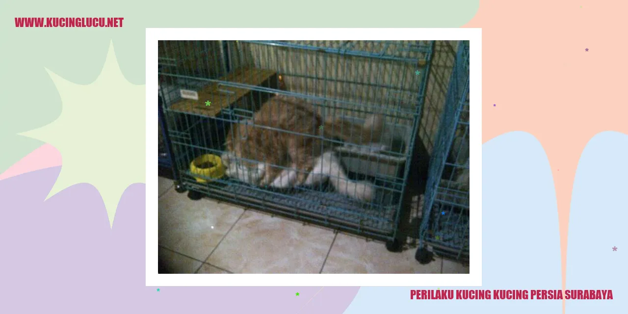 Kucing Persia Surabaya