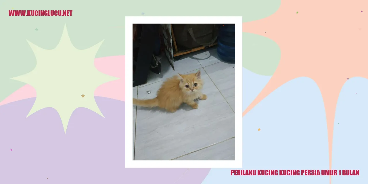 Kucing Persia Usia 1 Bulan
