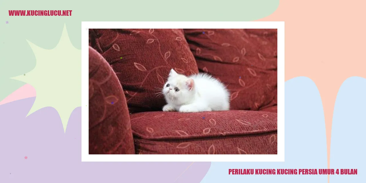 Perilaku Kucing Persia Umur 4 Bulan