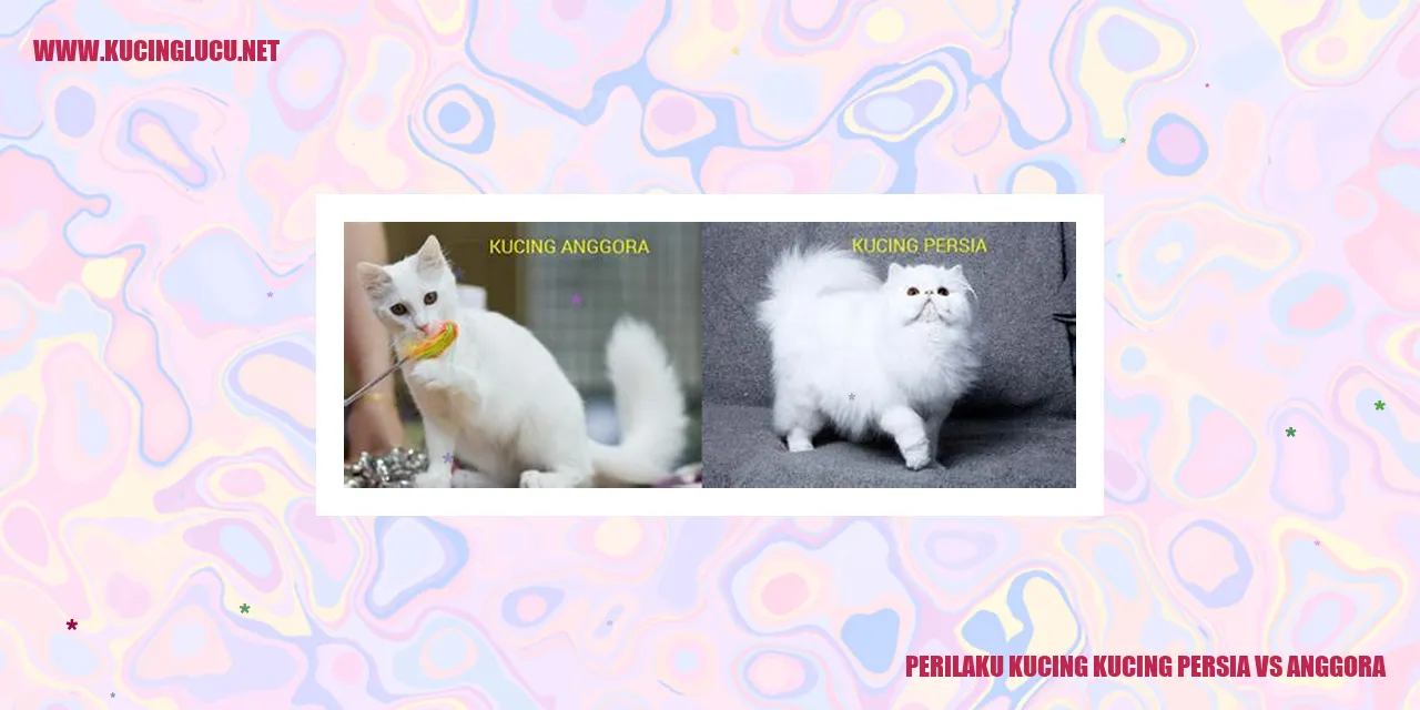 Perilaku Kucing Persia vs Anggora