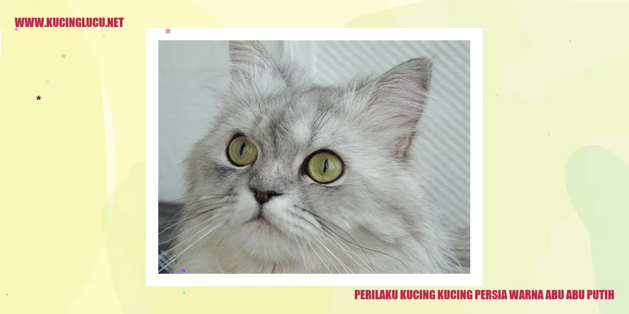 Kucing Persia Berwarna Abu-abu Putih