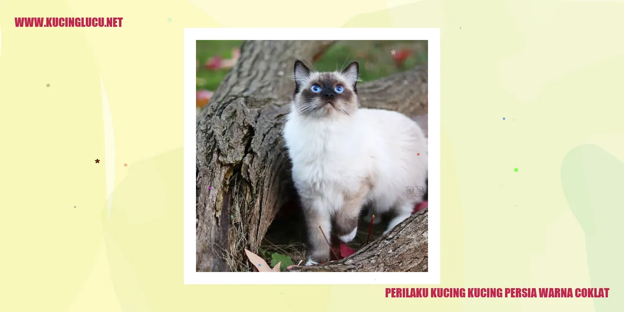 Gambar Kucing Persia Warna Coklat