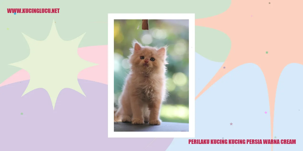 Kucing Persia Warna Krem