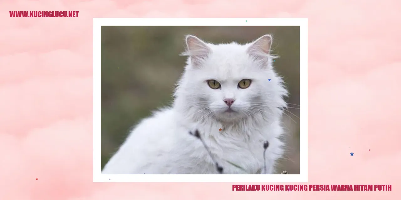 Kucing Persia Warna Hitam Putih