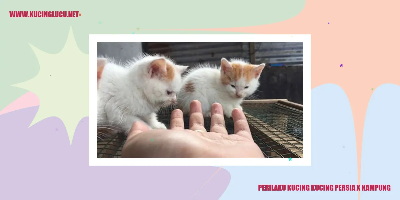 Perilaku Kucing Persia x Kampung