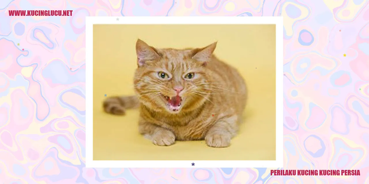 Perilaku Kucing Kucing Persia