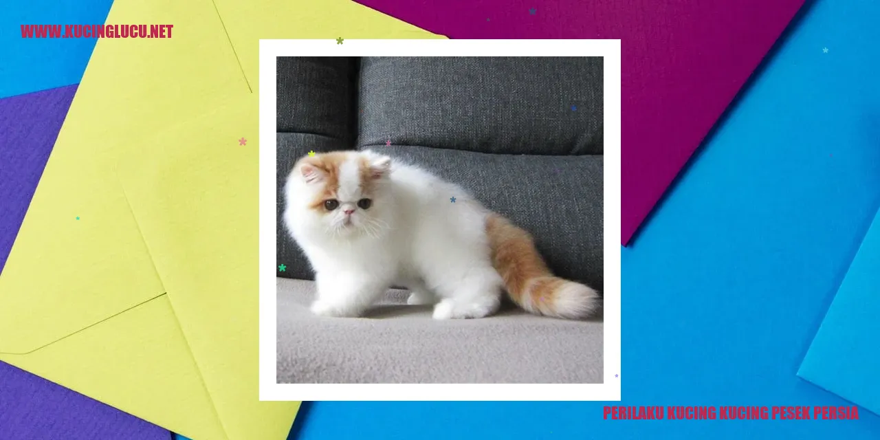 Perilaku Menggemaskan Kucing Persia Pesek