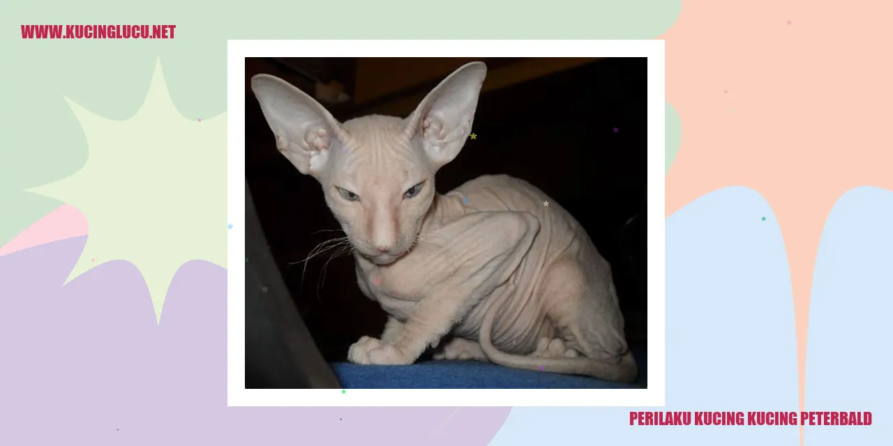 Perilaku Kucing Peterbald