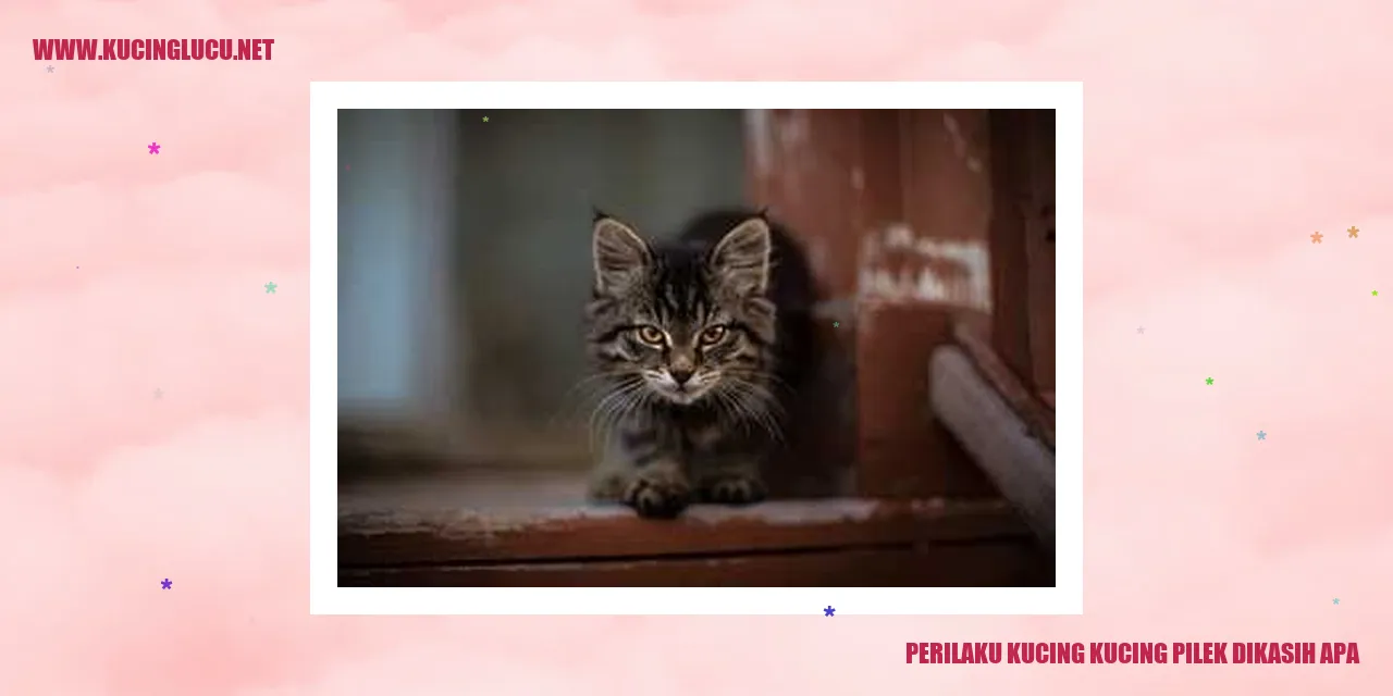 Perilaku Kucing yang Pilek dan Benda Apa yang Dapat Diberikan