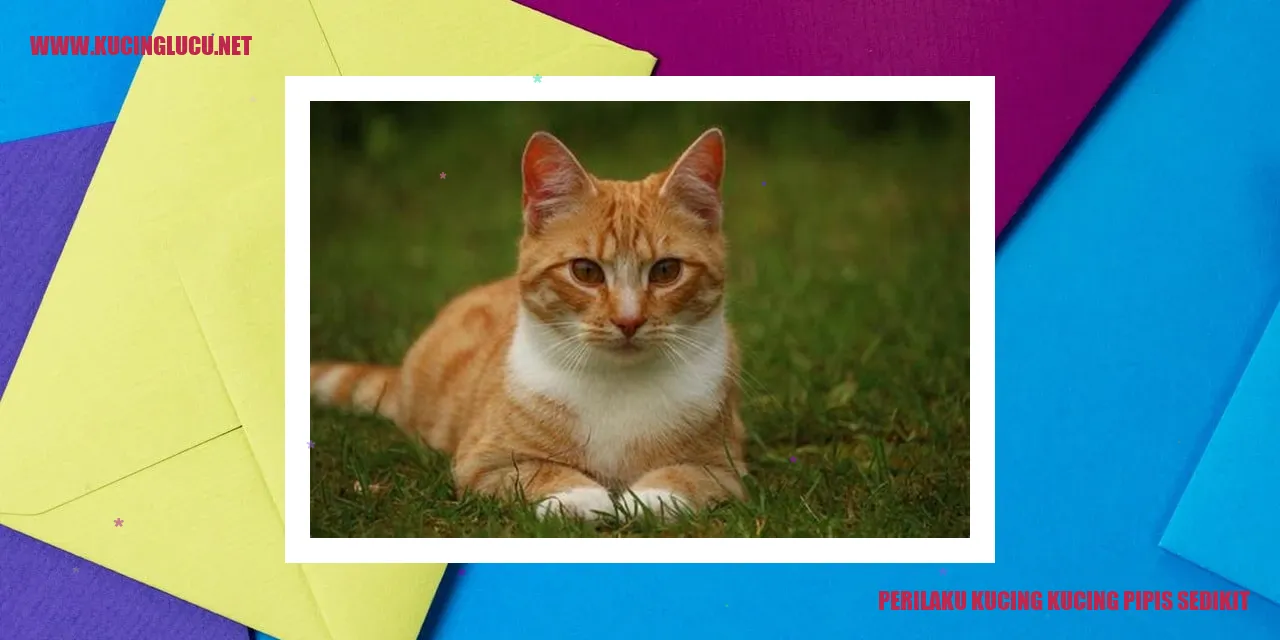 Gambar Kucing Mengompol Sedikit