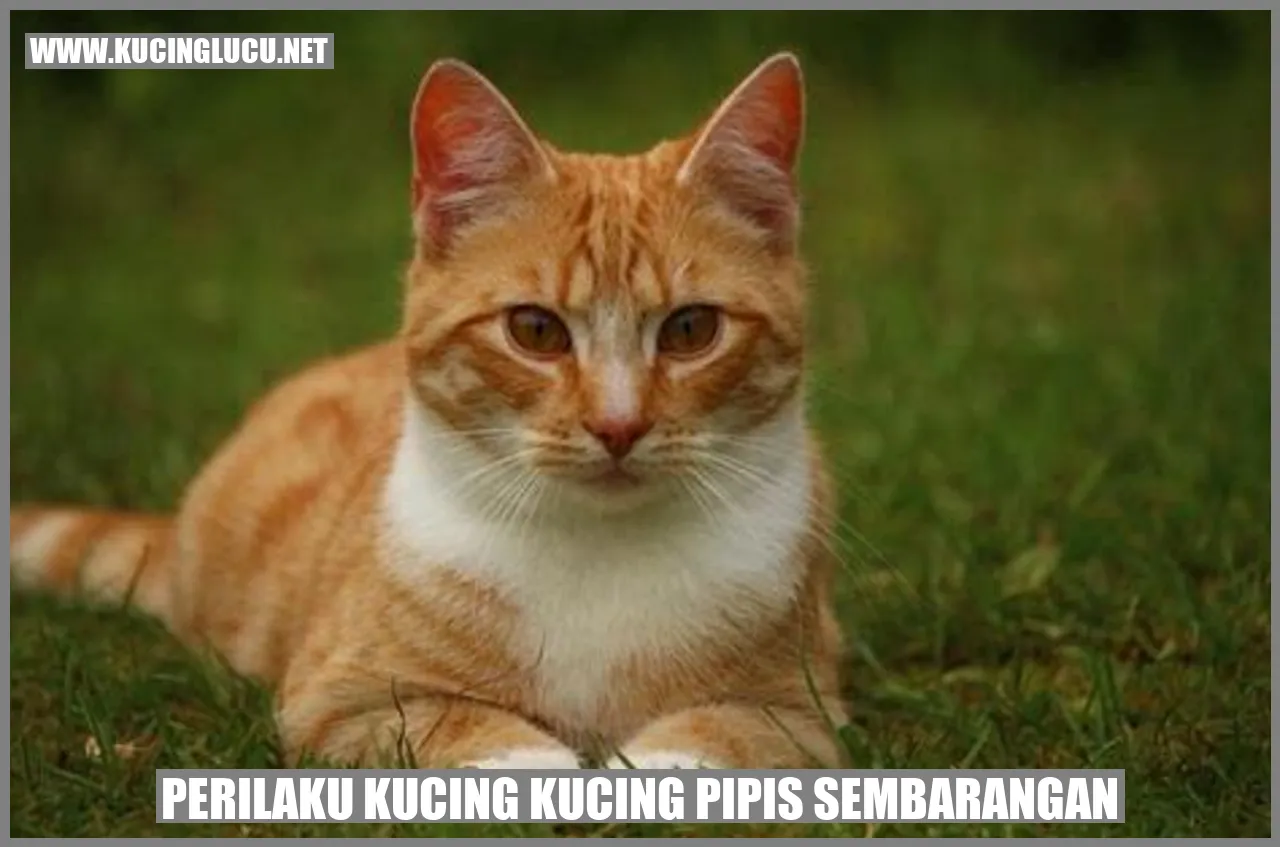 kucing yang membuat pipis sembarangan