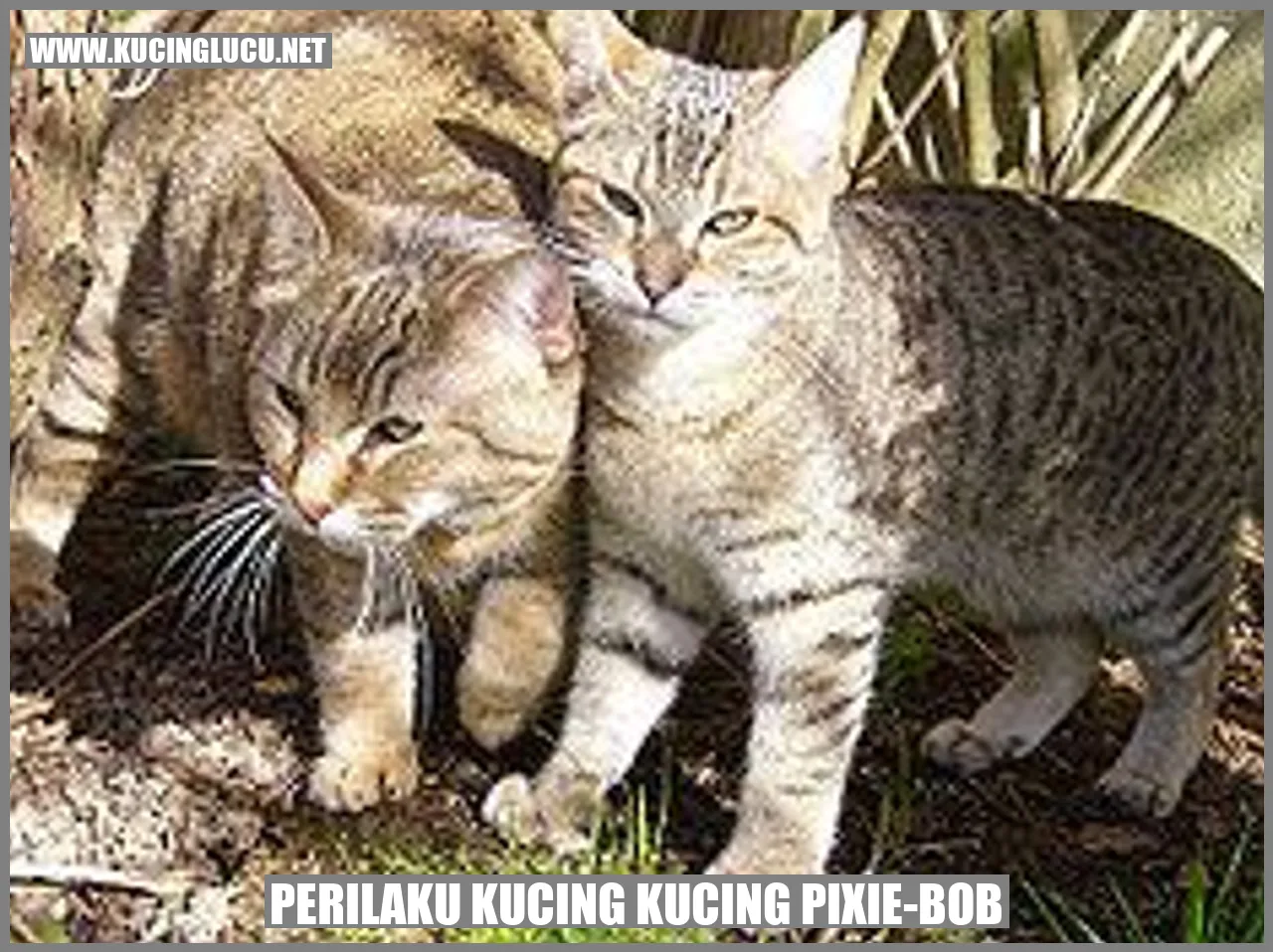 Perilaku Kucing Kucing Pixie-Bob