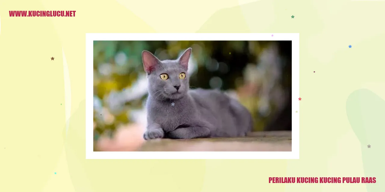 Kucing Pulau Raas