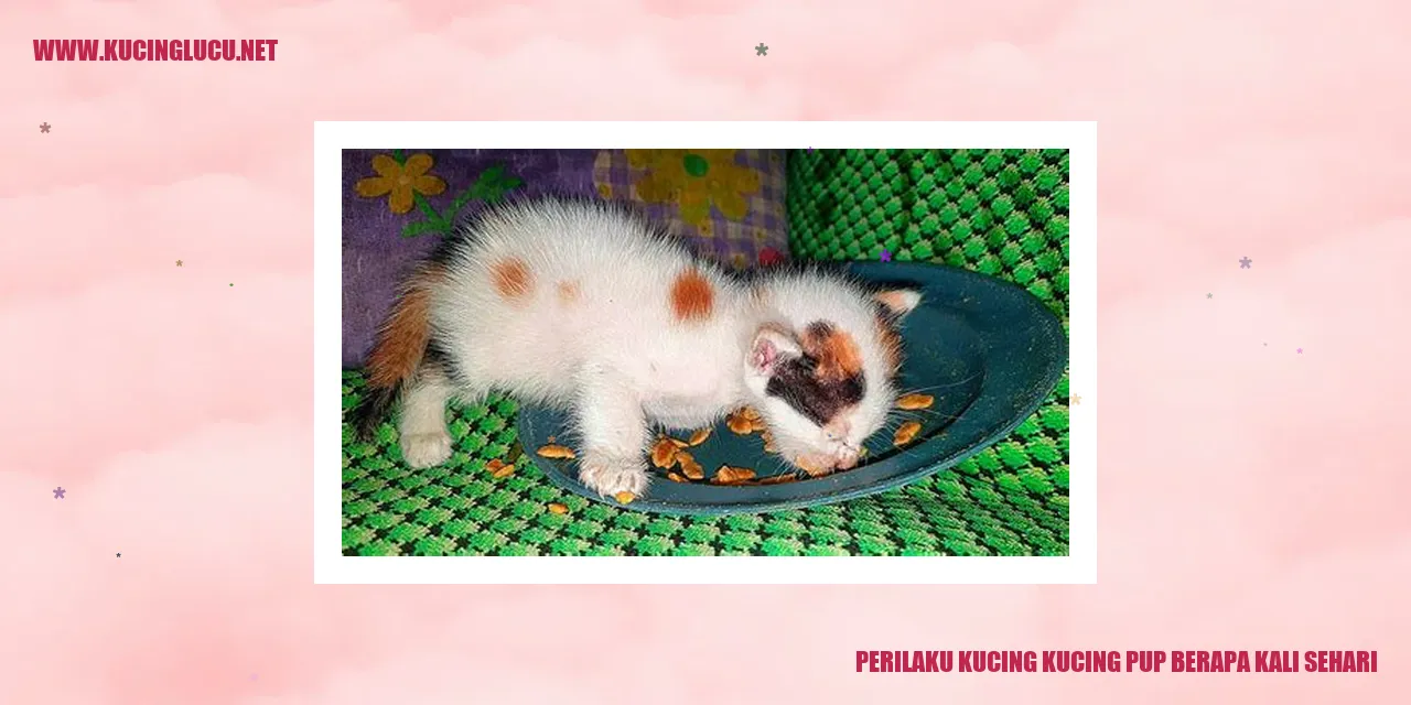 Perilaku Buang Air Besar Kucing, Berapa Kali Sehari