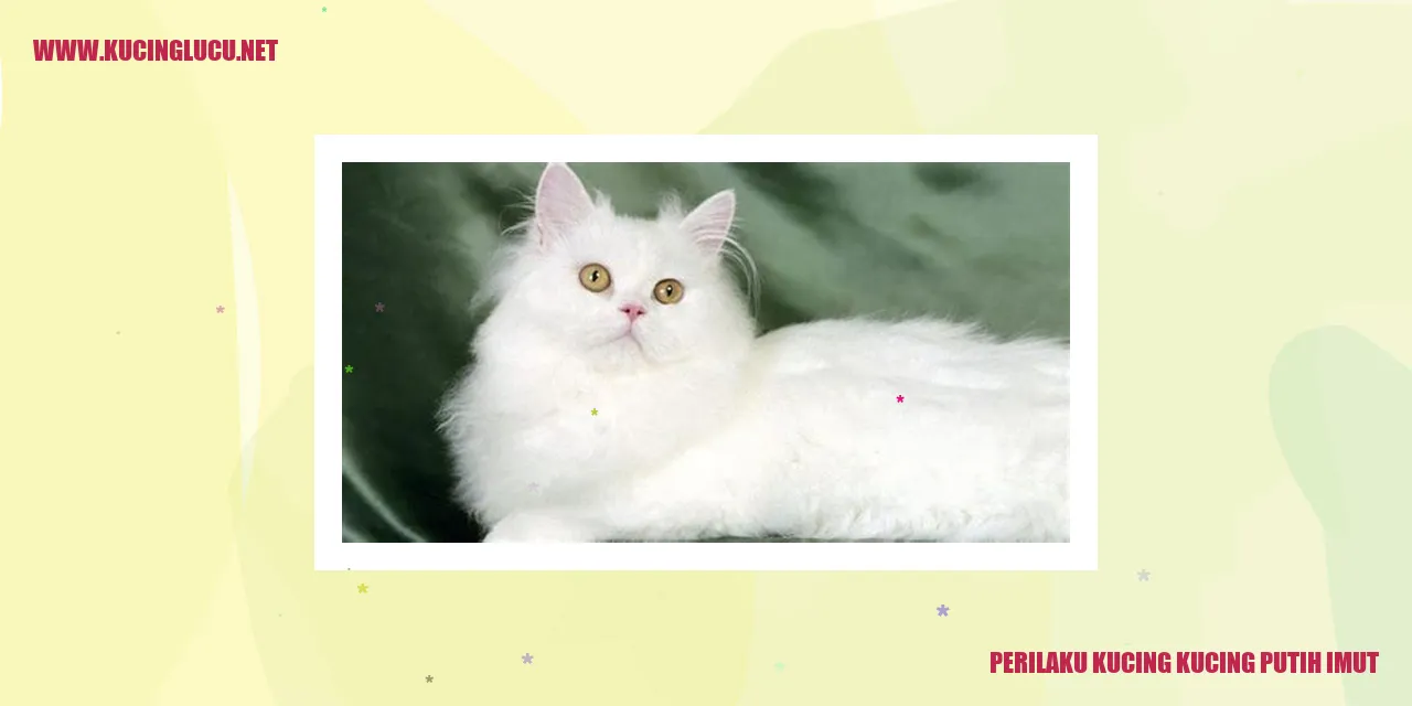 Kucing Putih Menggemaskan