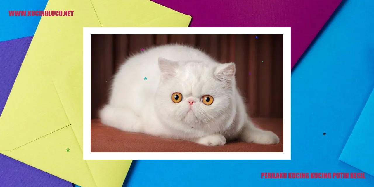 Kucing Kecil Berwarna Putih Menggemaskan
