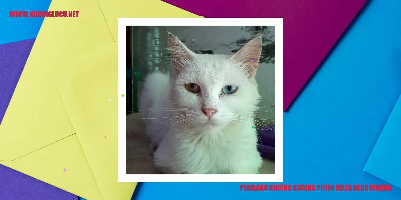Kucing Putih Mata Beda Warna