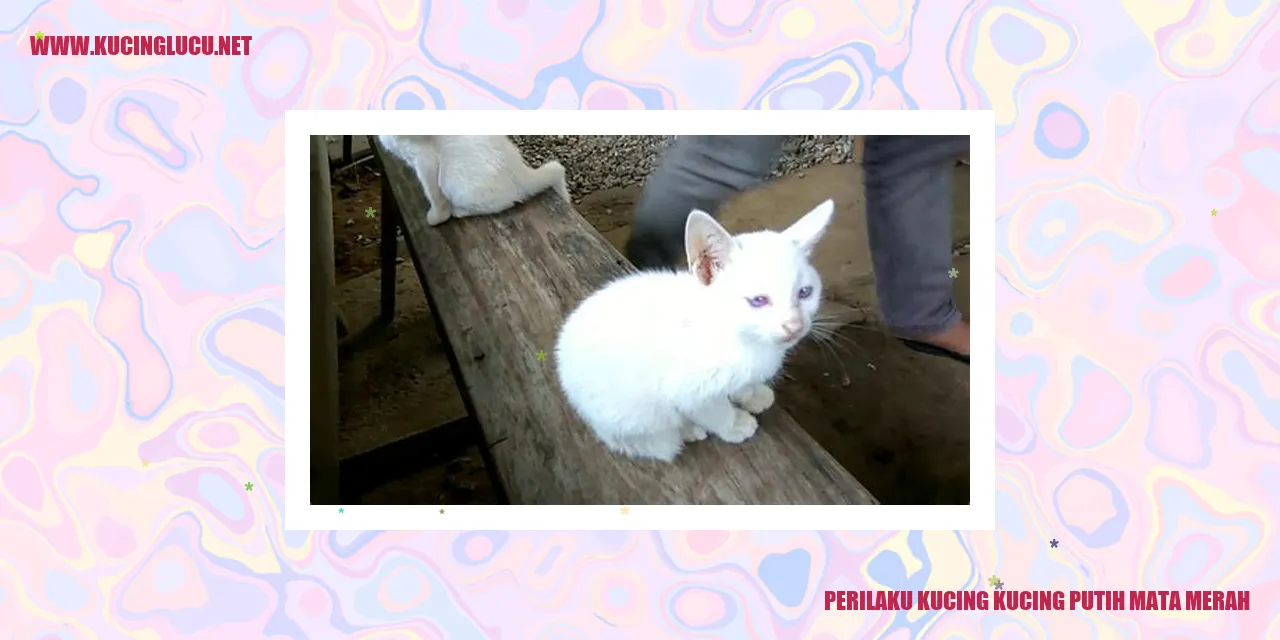 Kucing kucing putih mata merah