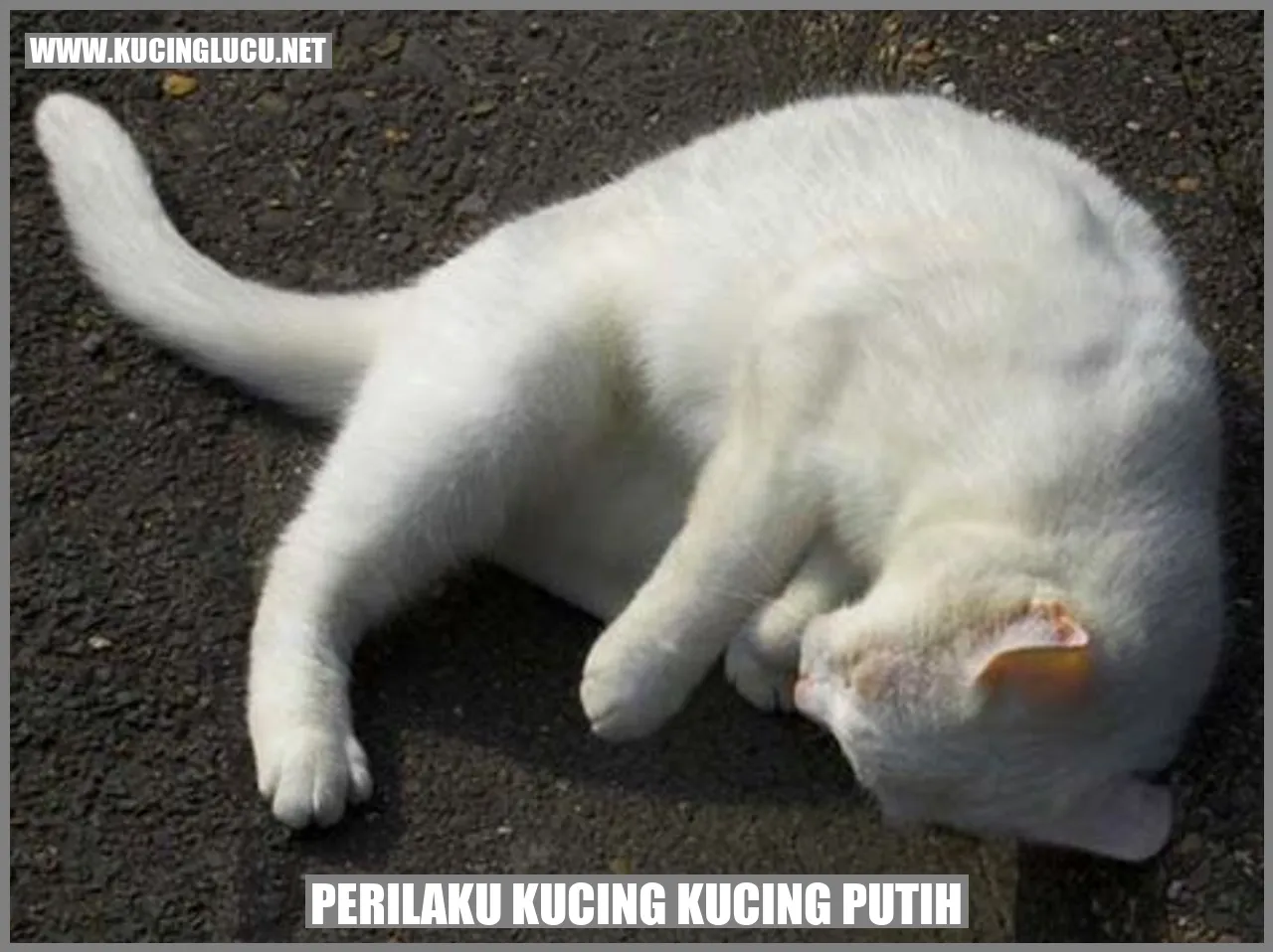 Kucing Putih