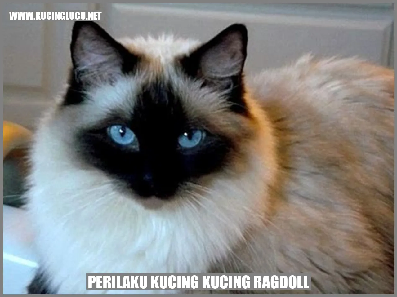 Kucing Ragdoll