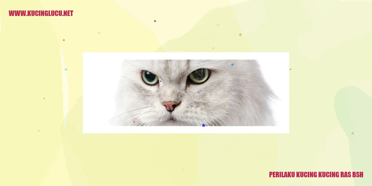 Perilaku Kucing Ras BSH