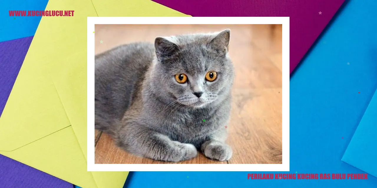 Kucing Ras Bulu Pendek