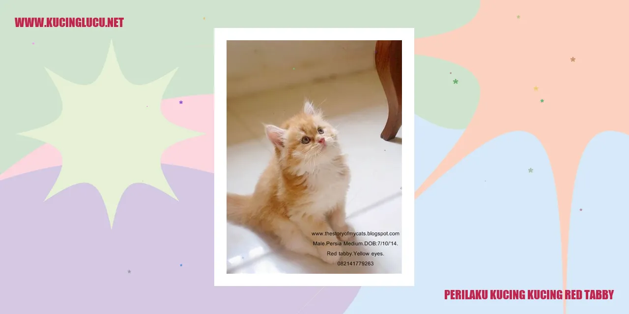 Kucing Red Tabby