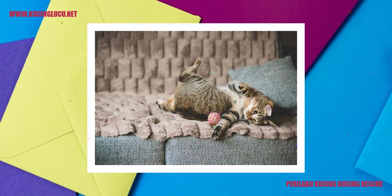 Perilaku Kucing yang Diselamatkan oleh Rescuer Kucing