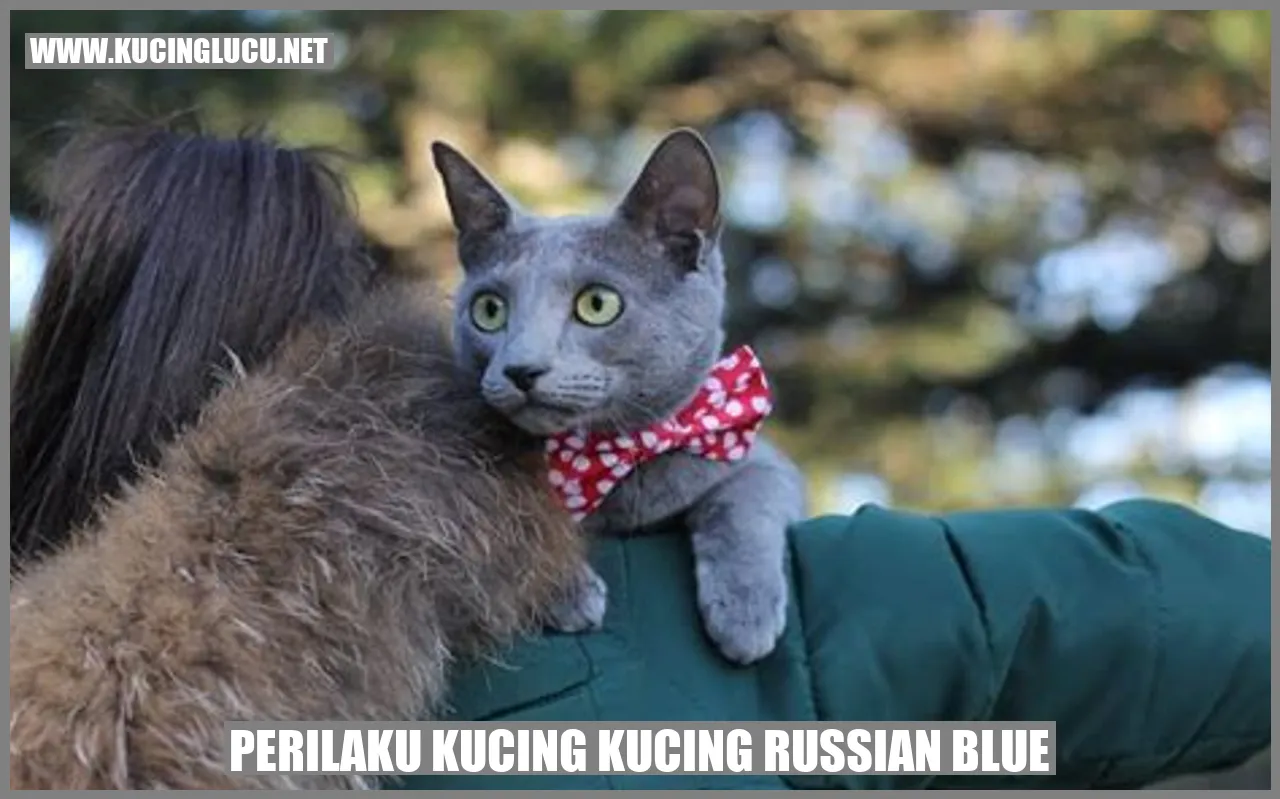 Perilaku Kucing Russian Blue