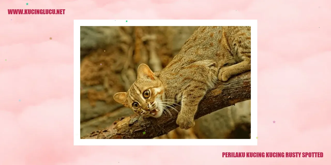 kucing rusty spotted