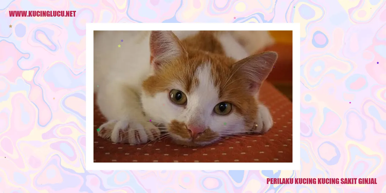 Perubahan Perilaku Kucing yang Terkena Ginjal Sehat