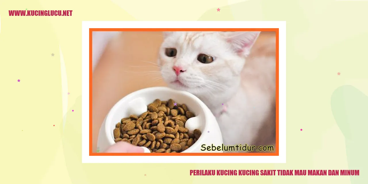 Gambar kucing sedang sakit dan enggan makan dan minum
