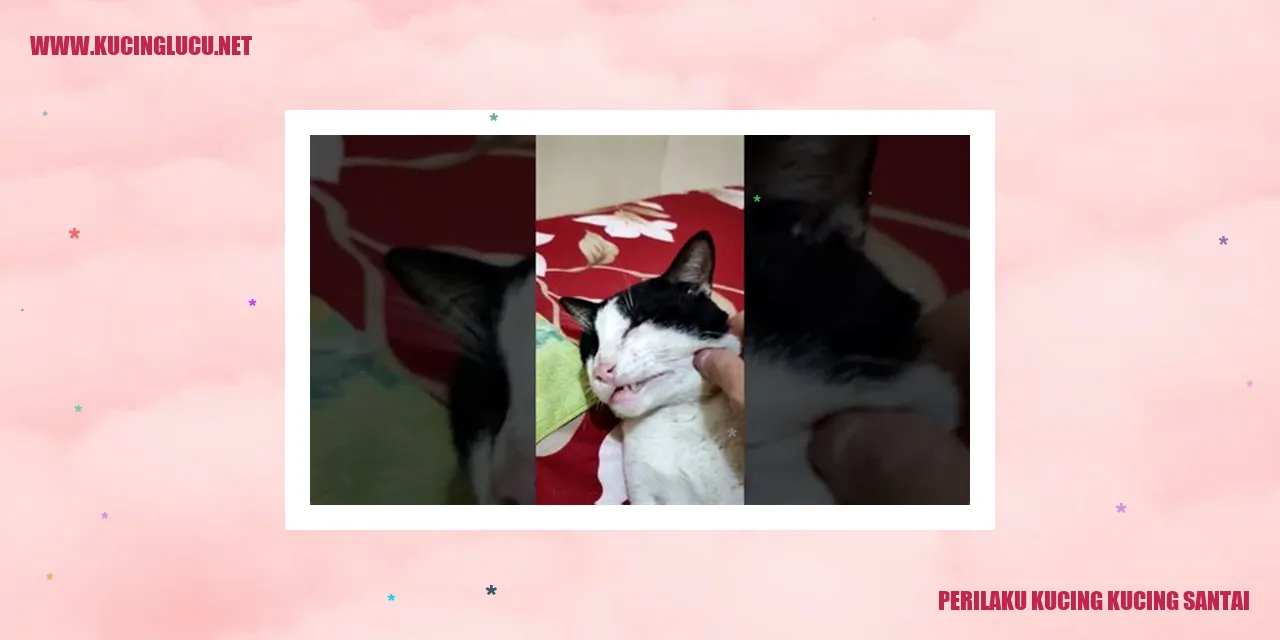 Perilaku Kucing Santai