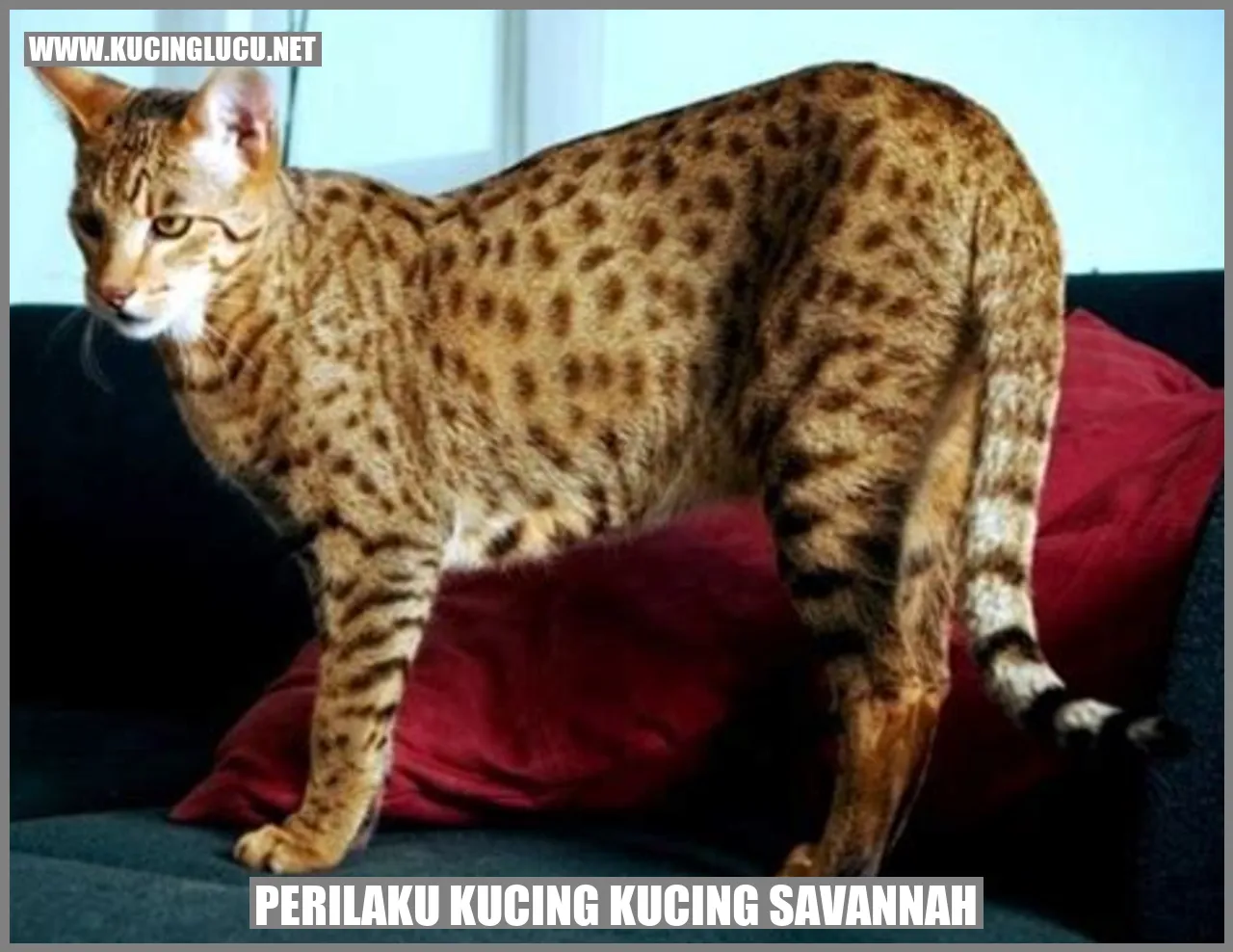 Perilaku Kucing Savannah