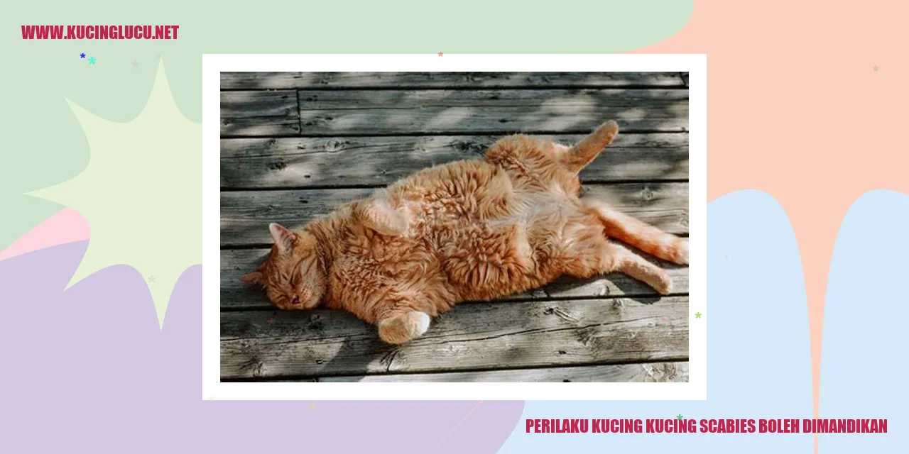 Perilaku Kucing yang Menderita Scabies