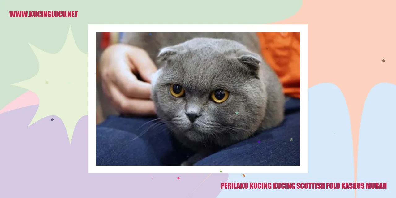 Perilaku Kucing Scottish Fold Kaskus Murah