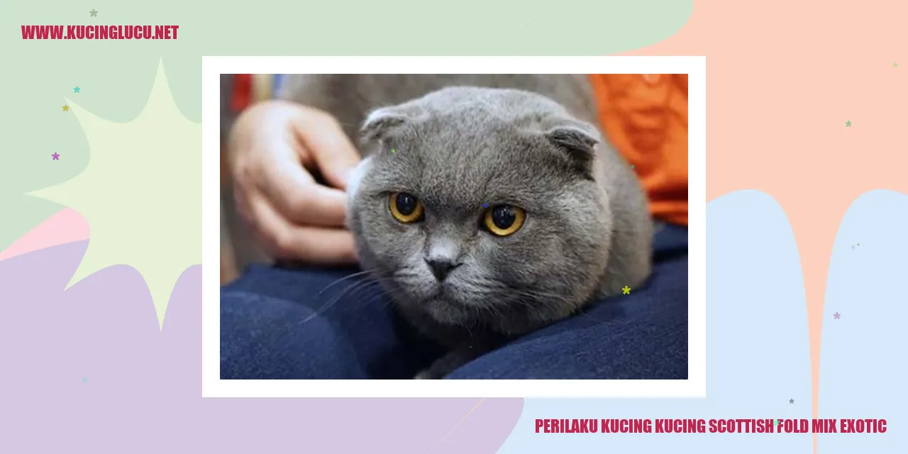 Perilaku Kucing Scottish Fold Mix Exotic