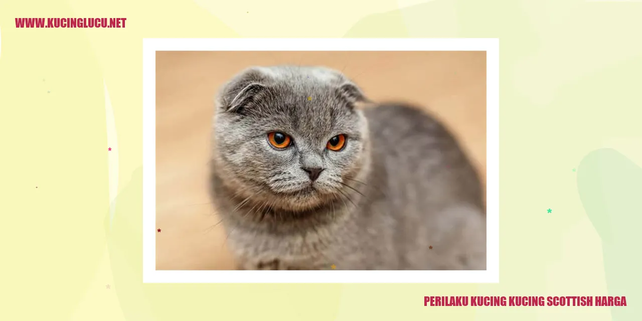 Kucing Scottish