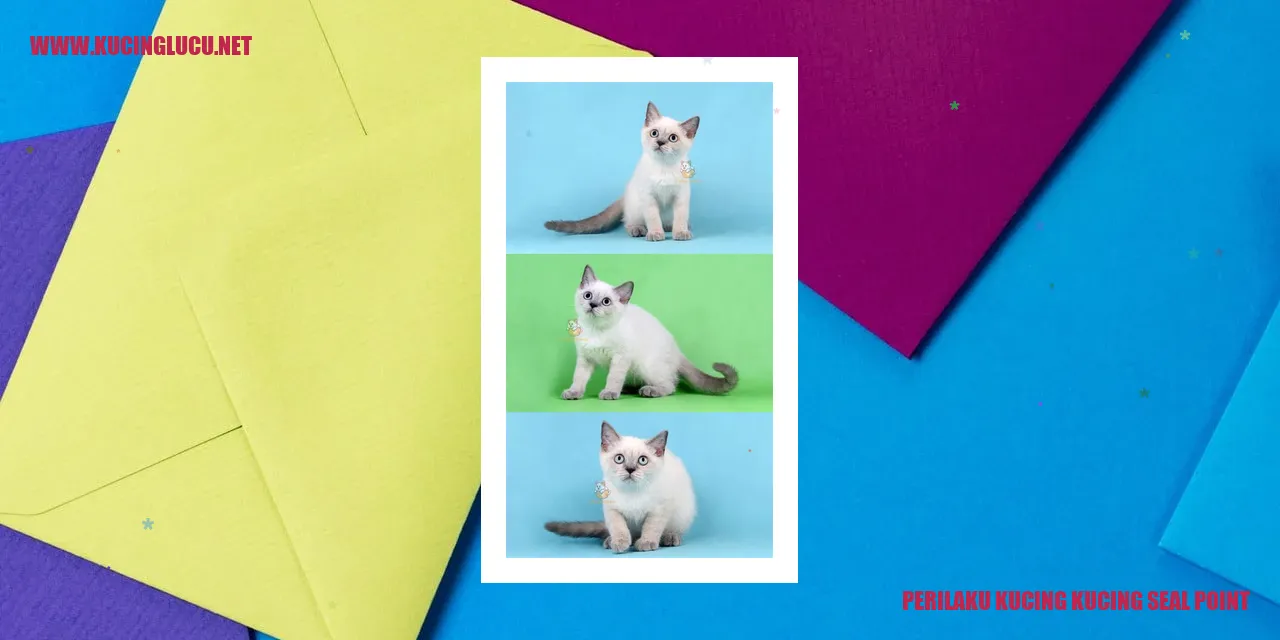 Gambar kucing seal point
