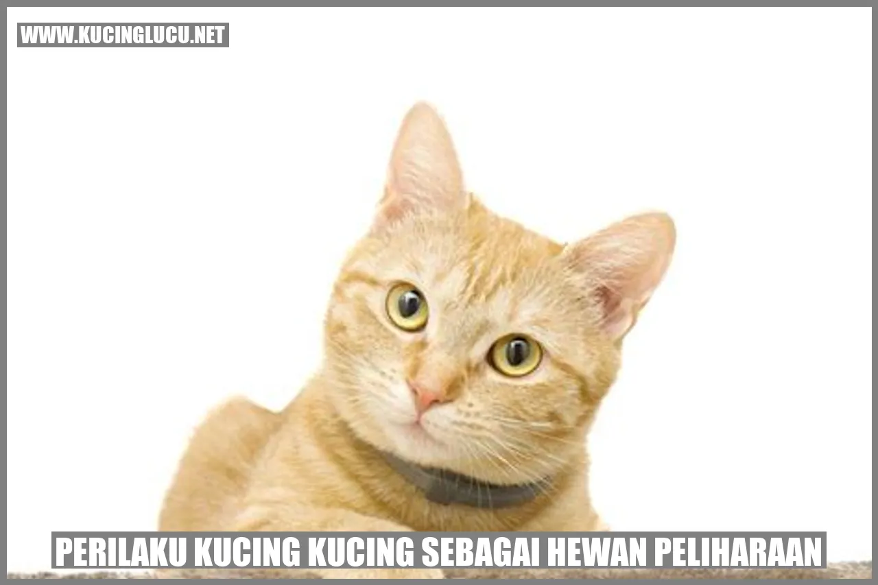 Perilaku kucing sebagai hewan peliharaan