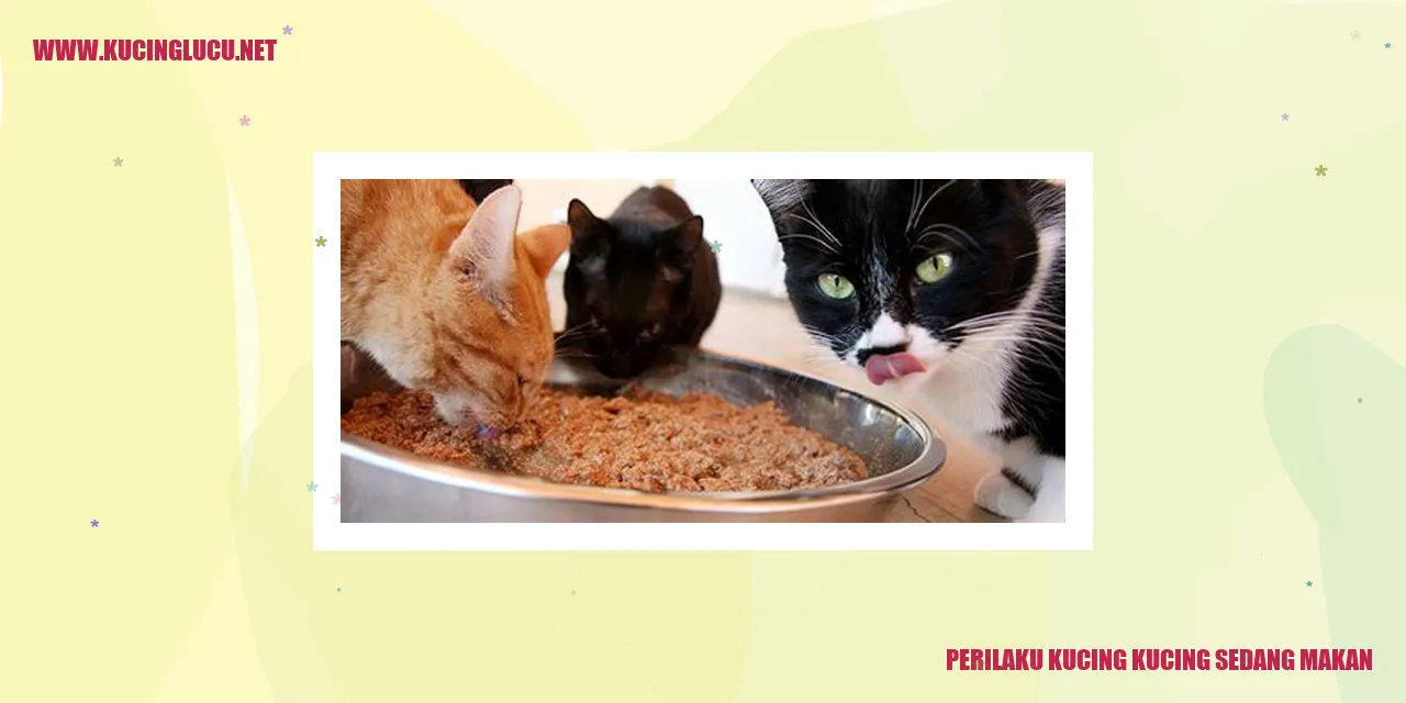 gambar kucing makan