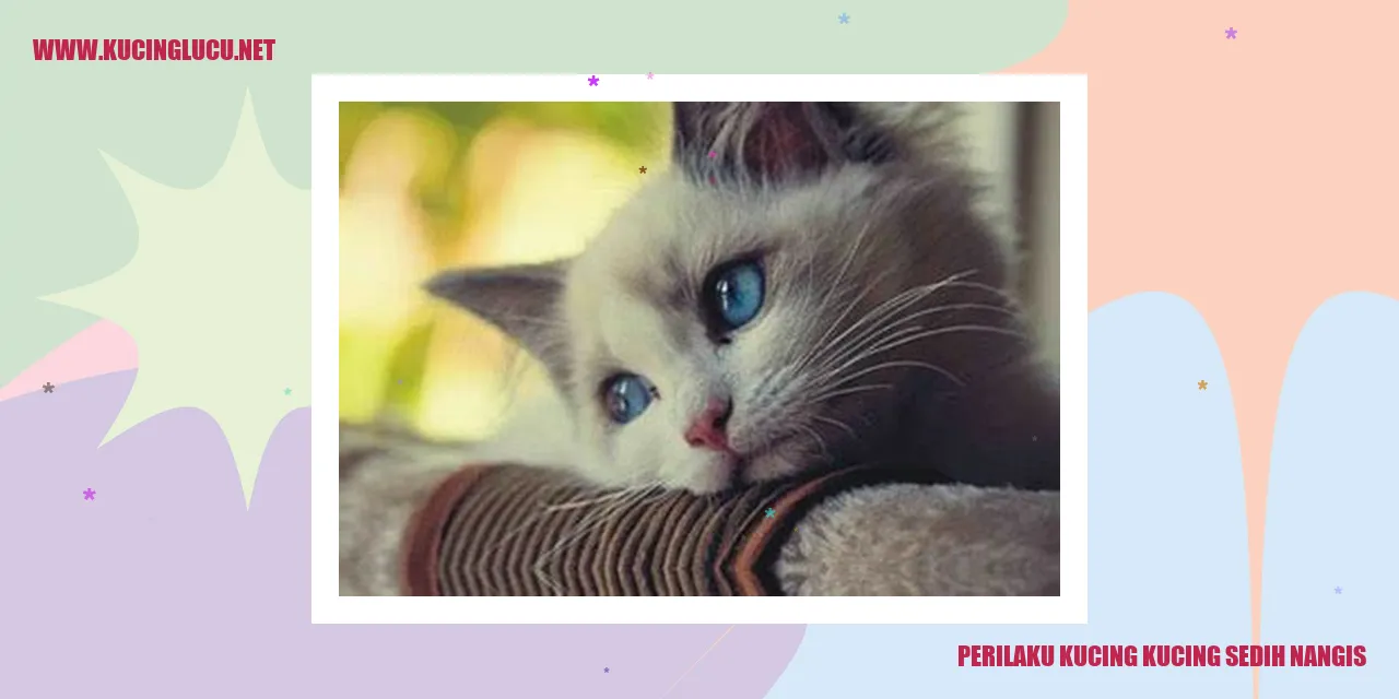 Perilaku kucing yang sedih dan nangis