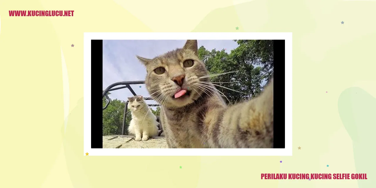 Kucing Selfie Gokil