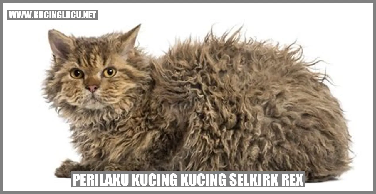 Perilaku Kucing Kucing Selkirk Rex