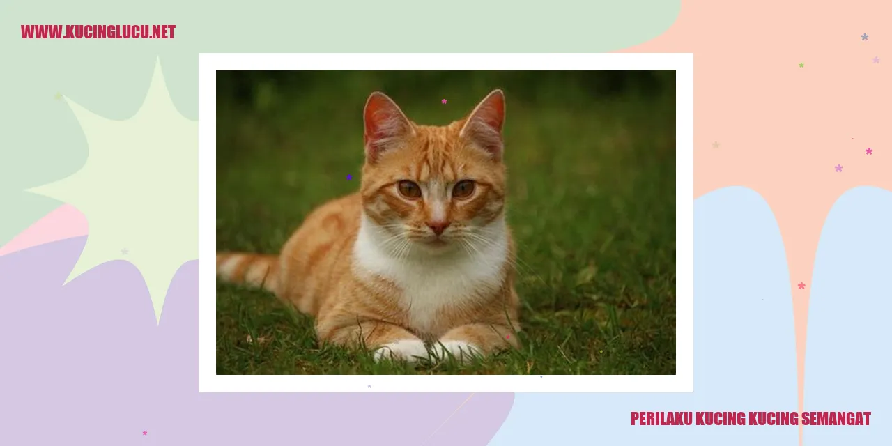 Perilaku Kucing yang Penuh Semangat